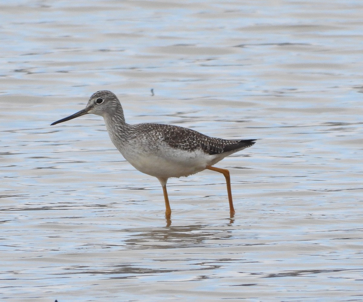 Greater Yellowlegs - ML632729389