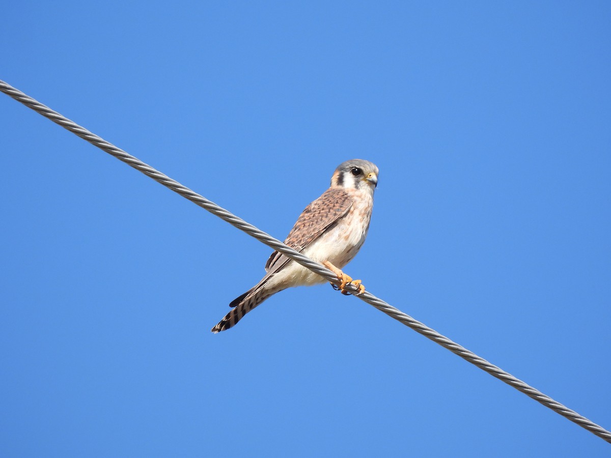 American Kestrel - ML632729434