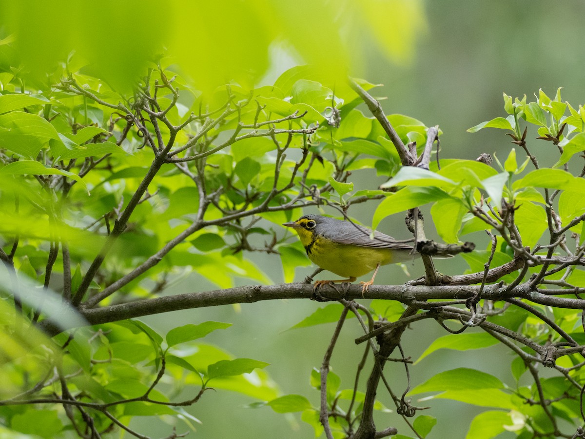 Canada Warbler - ML632729516