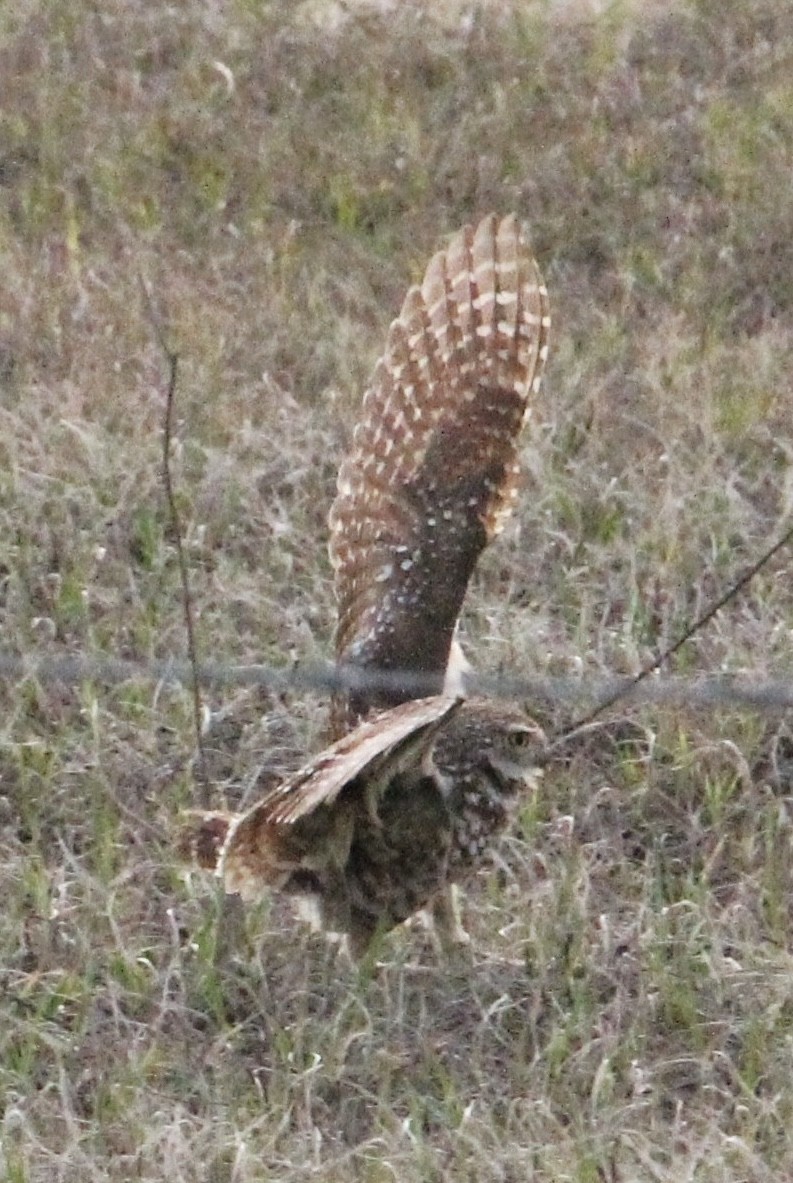 Burrowing Owl - ML632729755