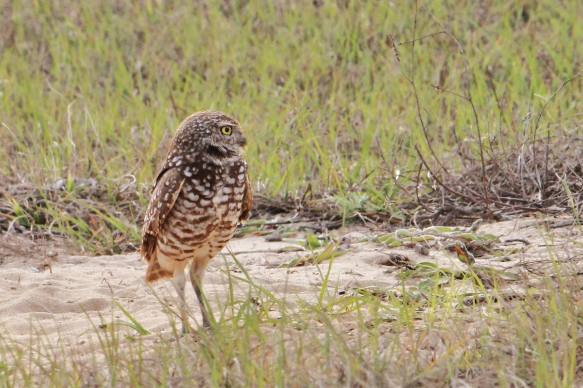 Burrowing Owl - ML632729758