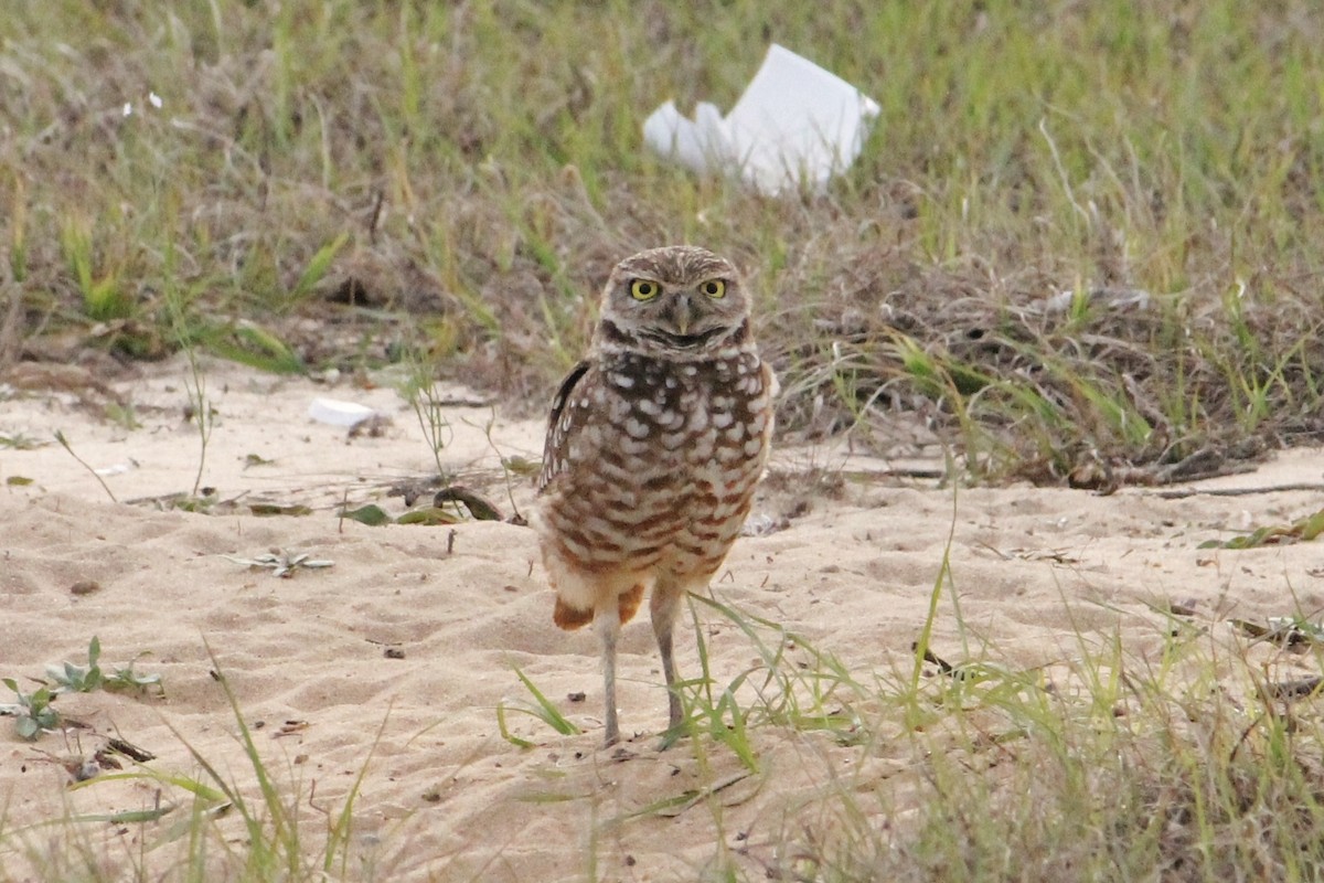 Burrowing Owl - ML632729760