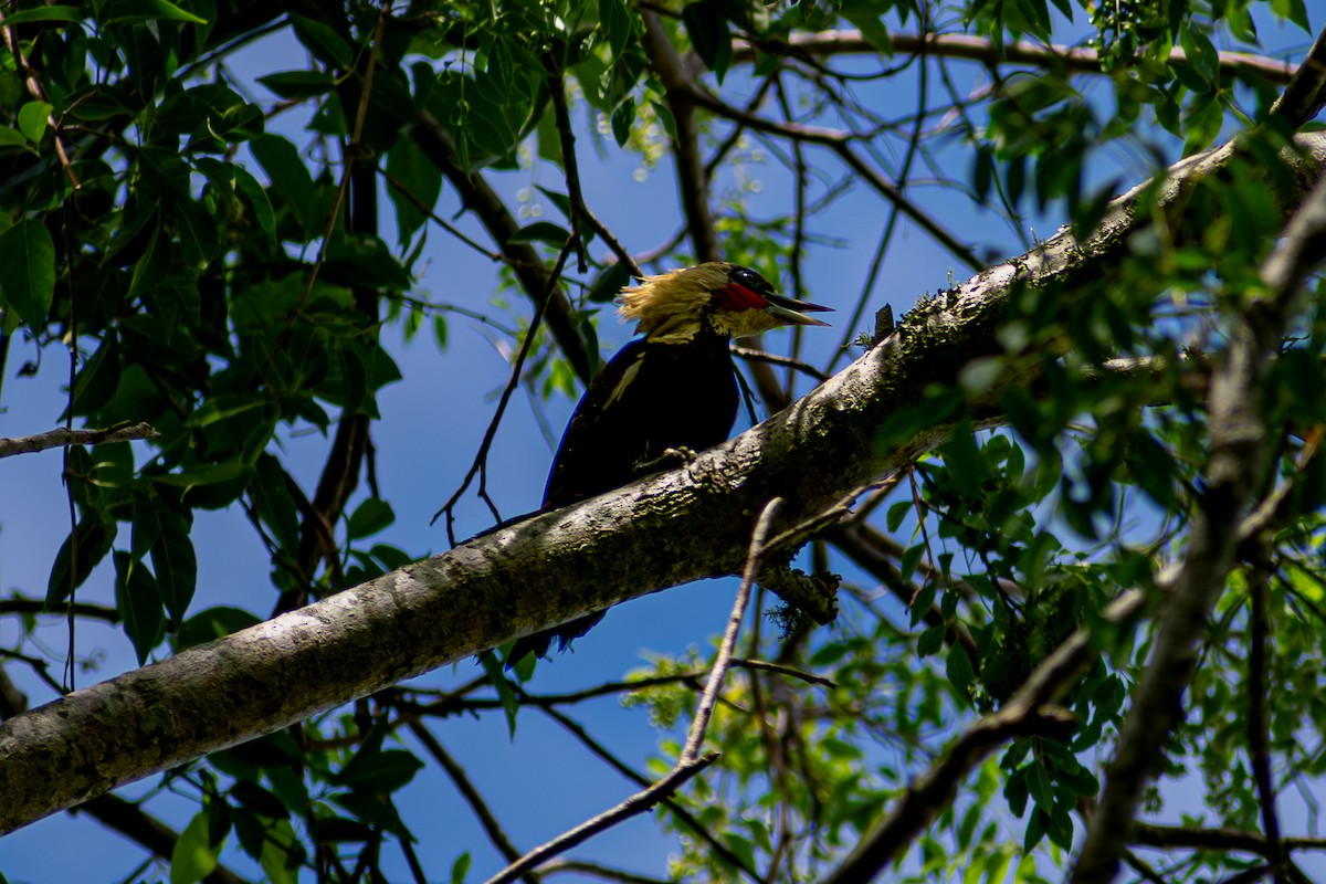Pale-crested Woodpecker - ML632729779