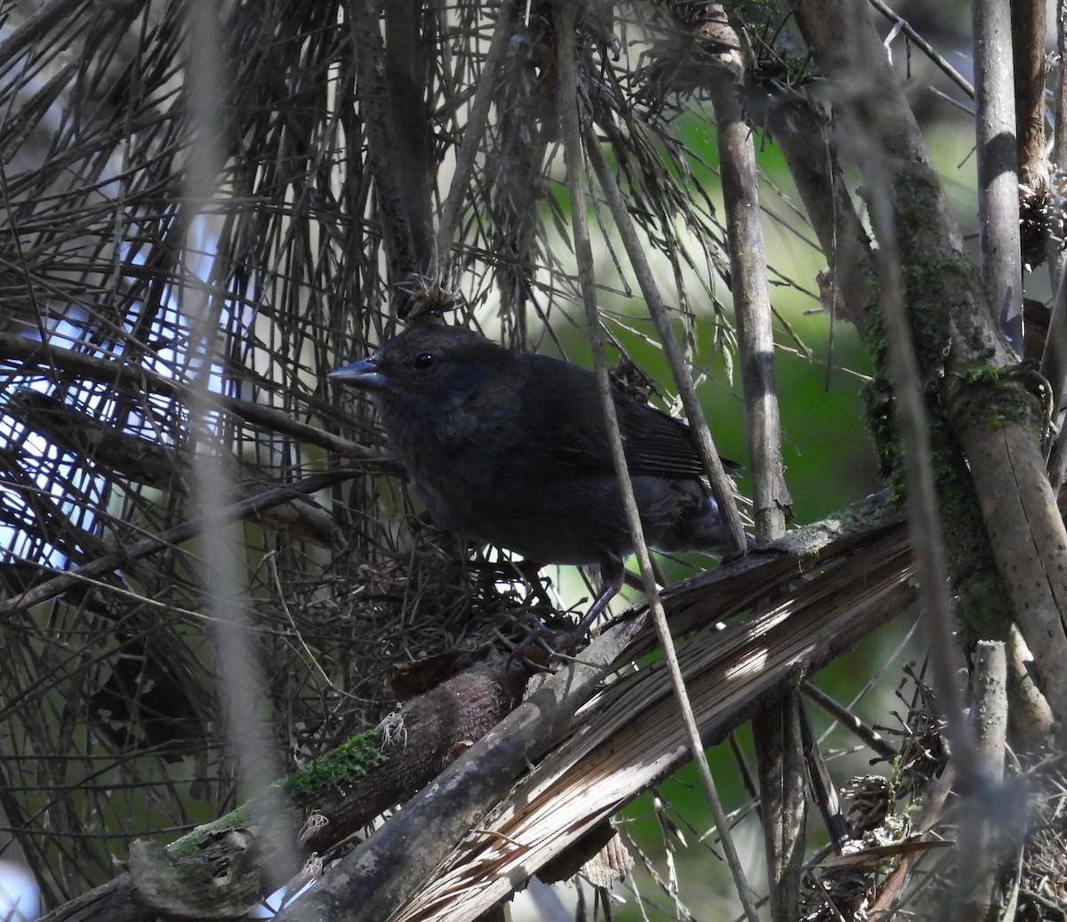 Slaty Finch - ML632729982
