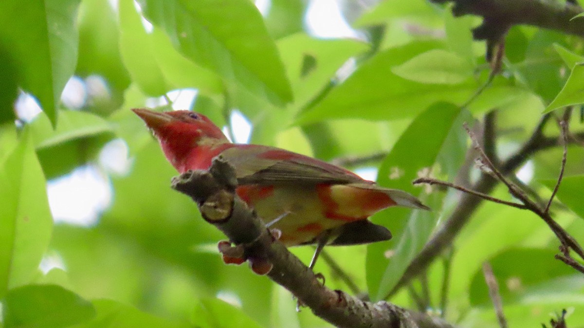 Summer Tanager - ML632729999