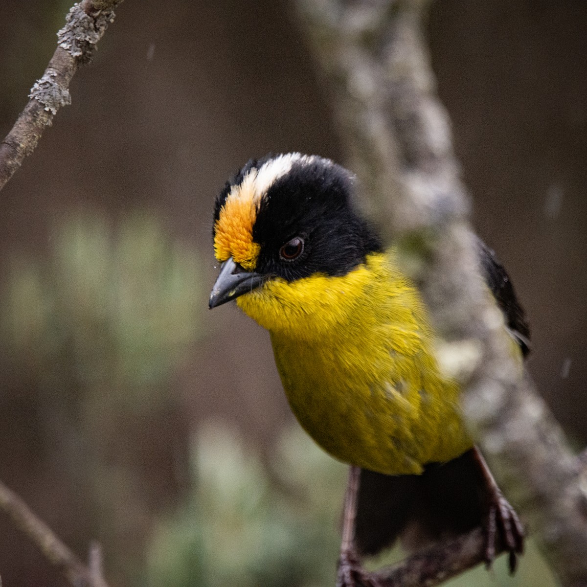 Pale-naped Brushfinch - ML632730006