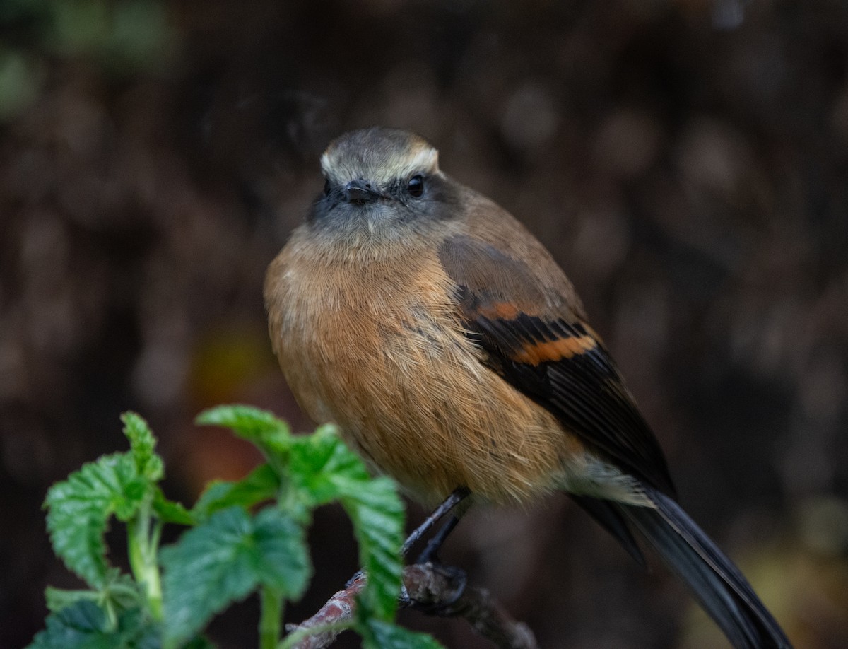 Brown-backed Chat-Tyrant - ML632730012