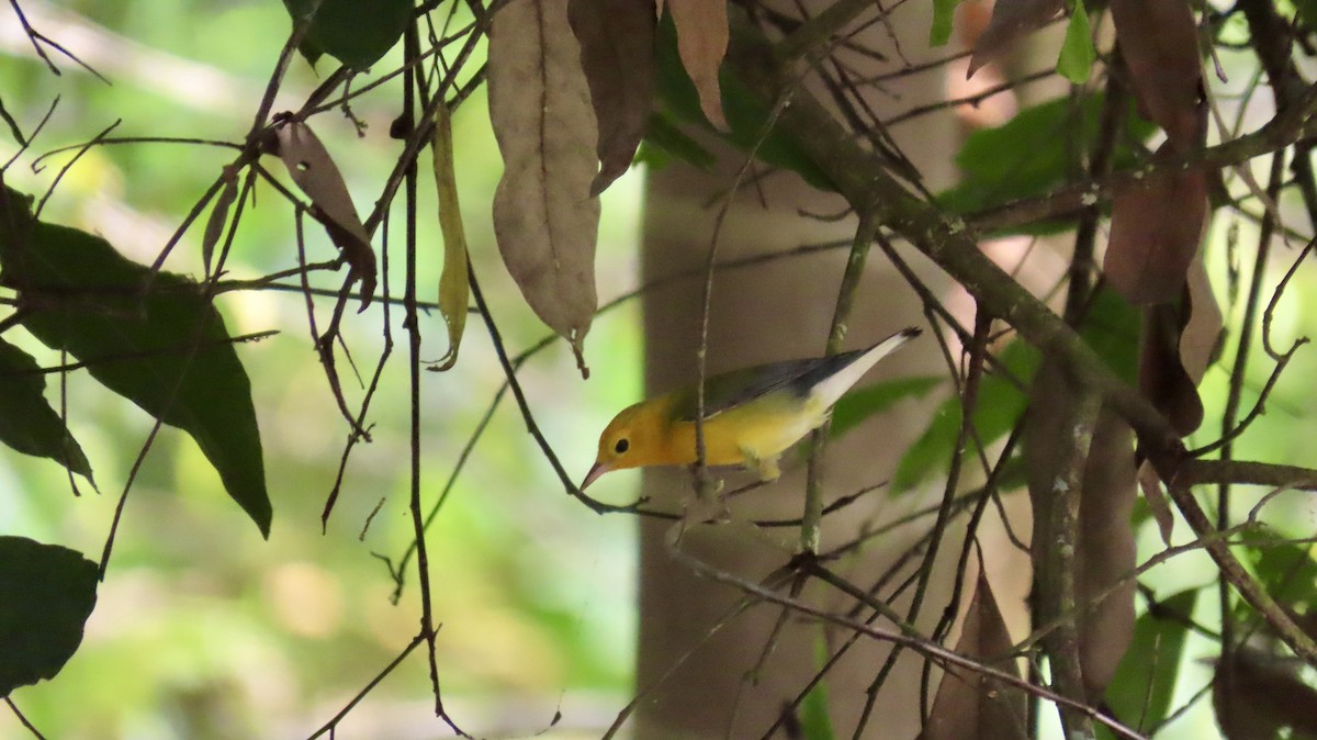 Prothonotary Warbler - ML632730020
