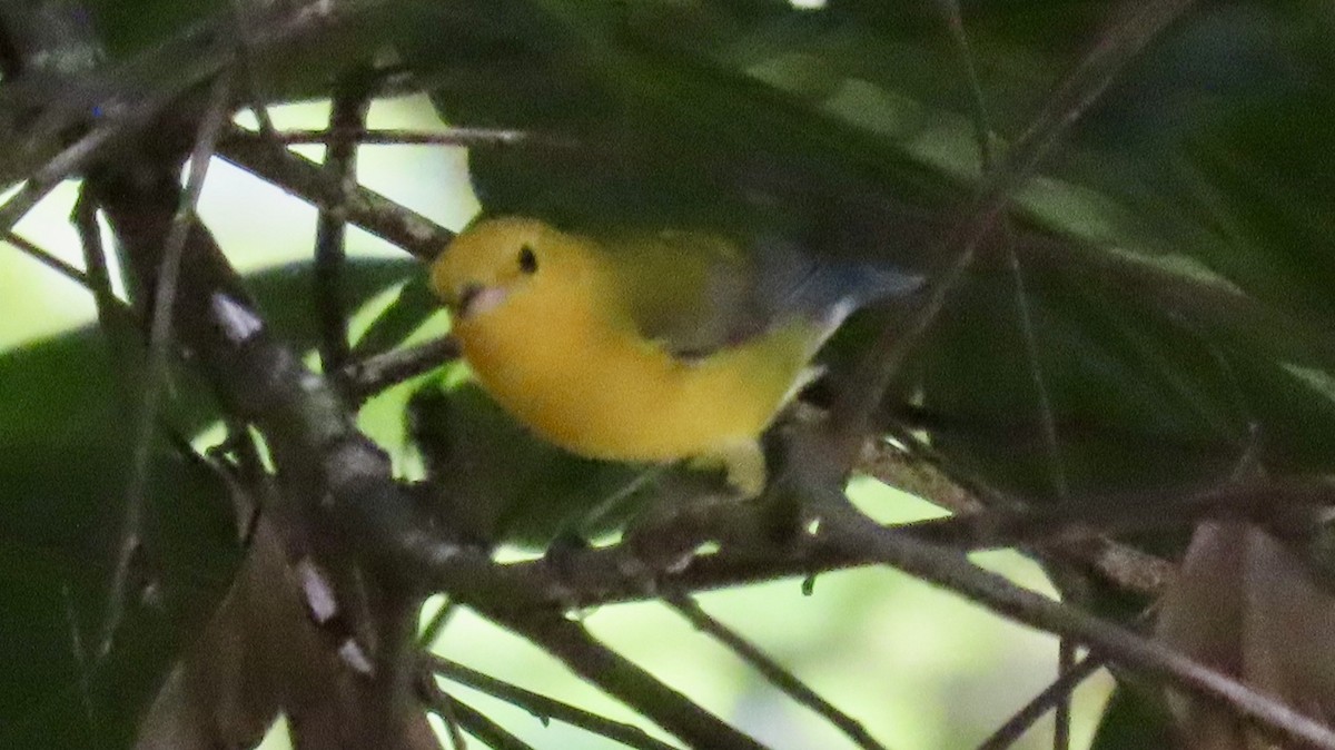 Prothonotary Warbler - ML632730039
