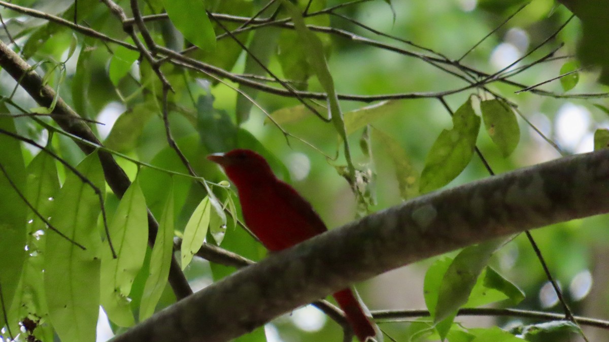 Summer Tanager - ML632730053