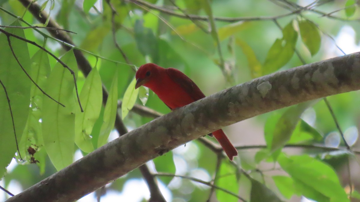 Summer Tanager - ML632730068