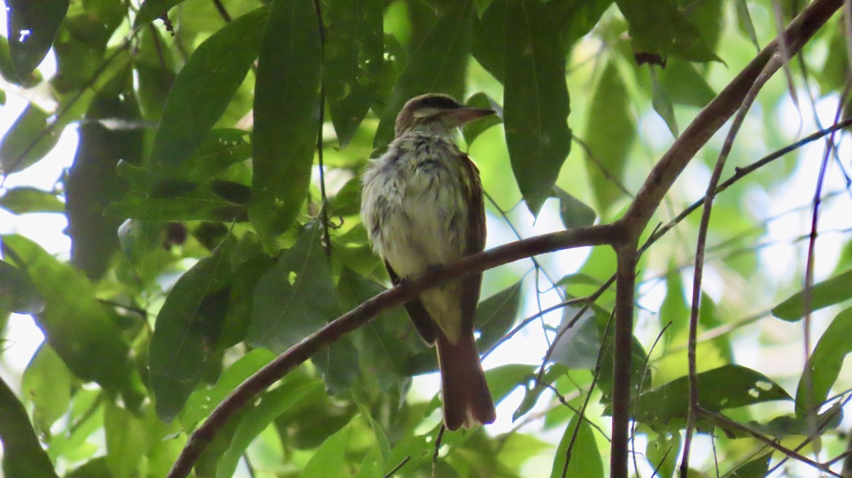 Streaked Flycatcher - ML632730083