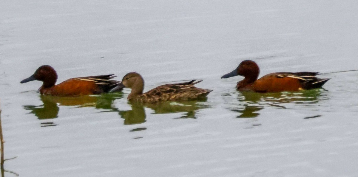 Cinnamon Teal - ML632730168