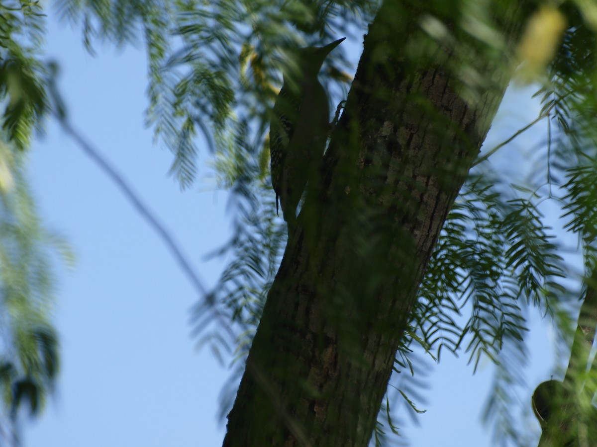 Golden-fronted Woodpecker - ML632730223