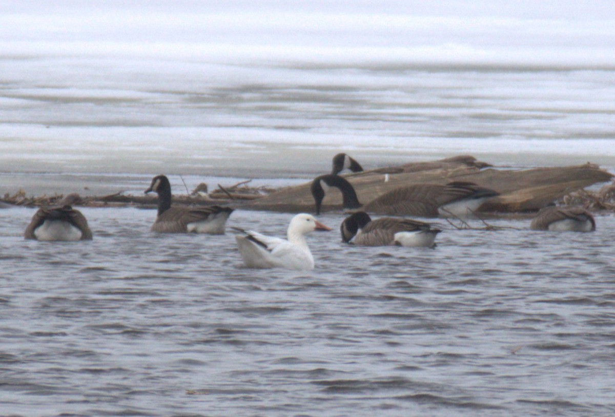 Snow Goose - ML632730226