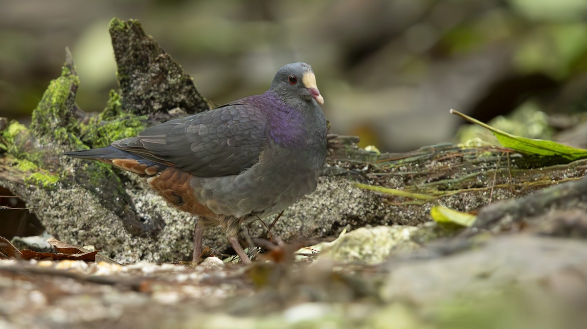 White-fronted Quail-Dove - ML632730250