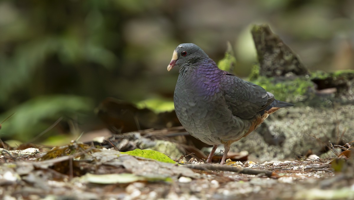 White-fronted Quail-Dove - ML632730252