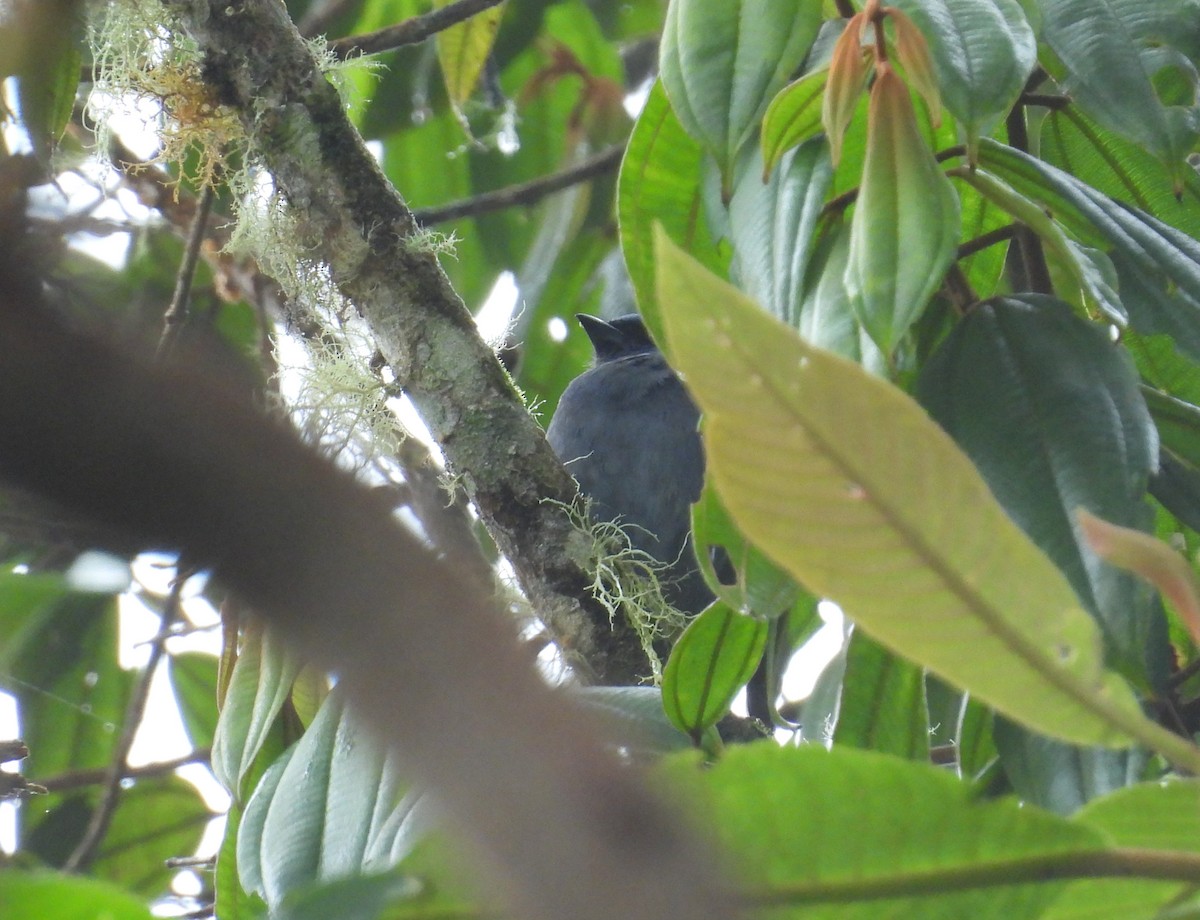 Slaty Finch - ML632730284