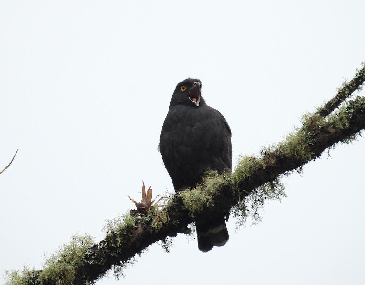 White-rumped Hawk - ML632730388