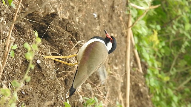 Red-wattled Lapwing - ML632730412