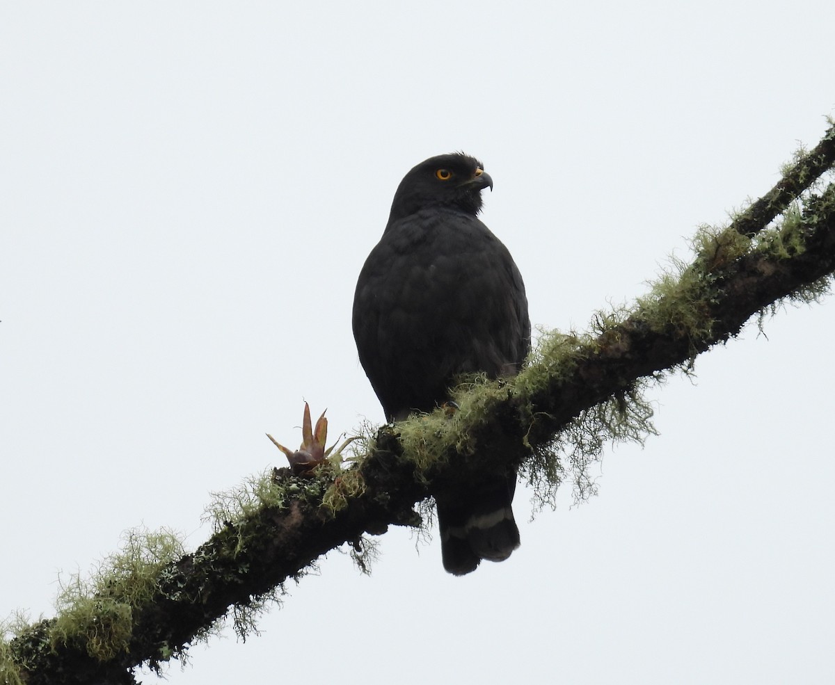 White-rumped Hawk - ML632730447