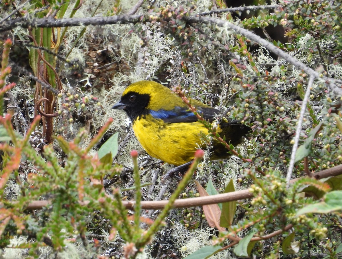 Masked Mountain Tanager - ML632730669