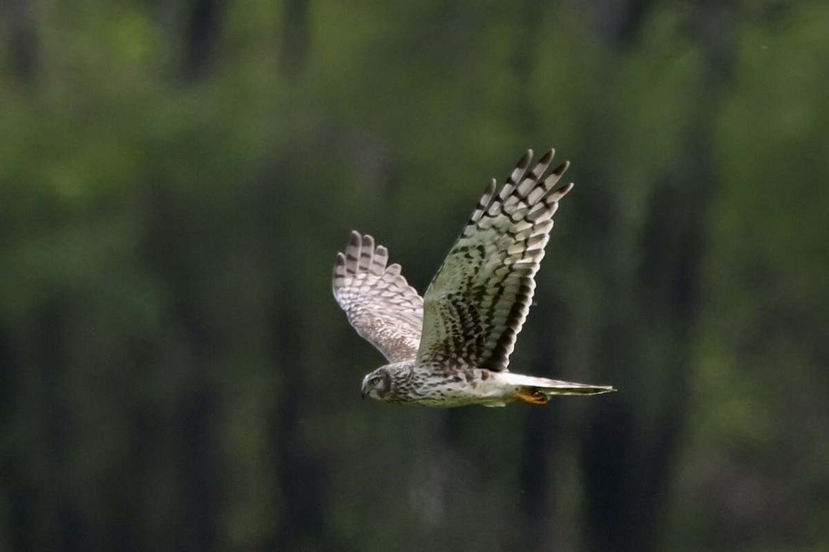 Northern Harrier - ML632730752