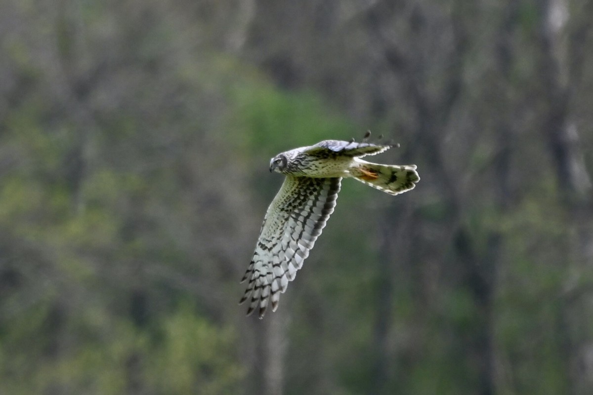Northern Harrier - ML632730753