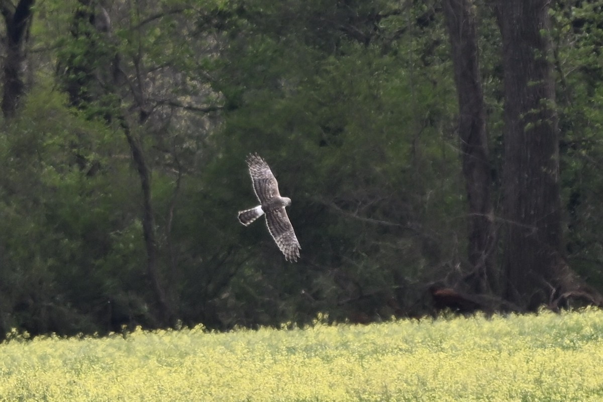 Northern Harrier - ML632730754