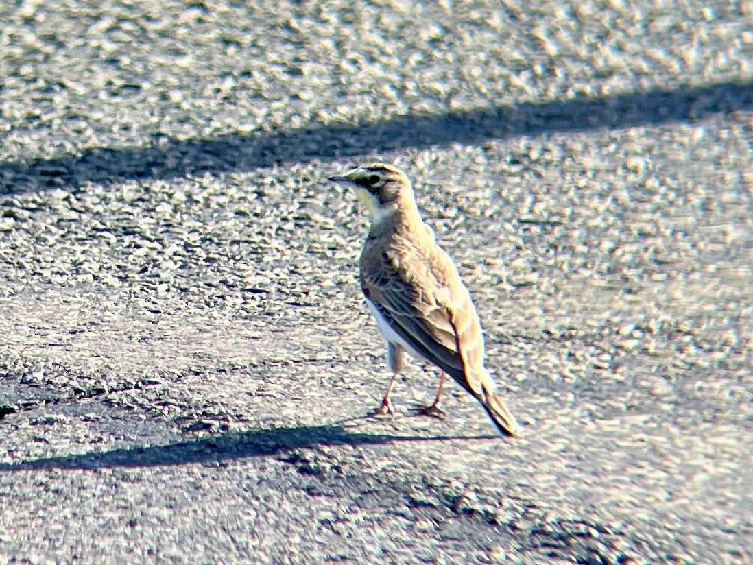 skřivan ouškatý - ML632730836