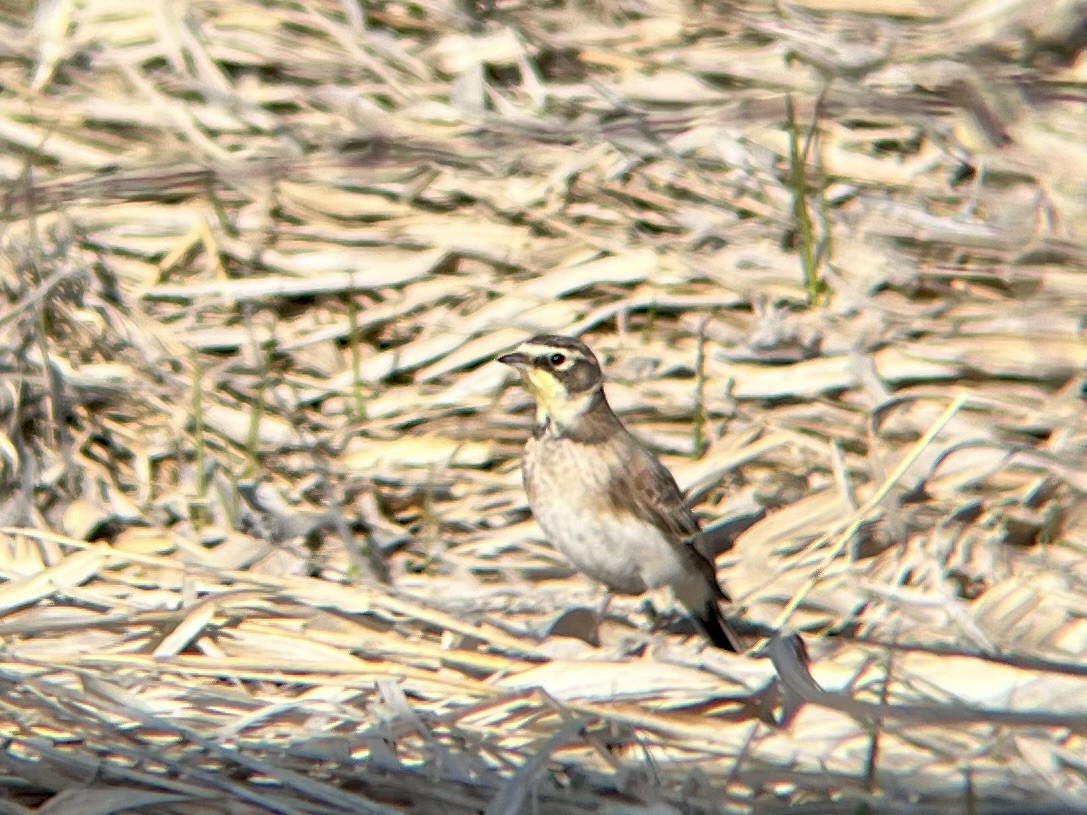 skřivan ouškatý - ML632730837