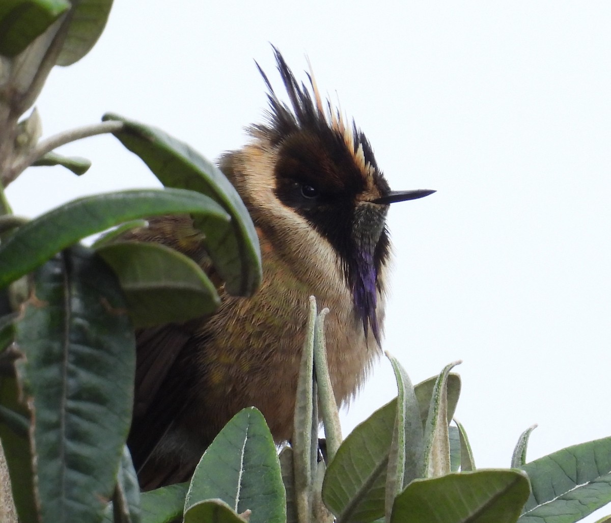 Buffy Helmetcrest - ML632730872