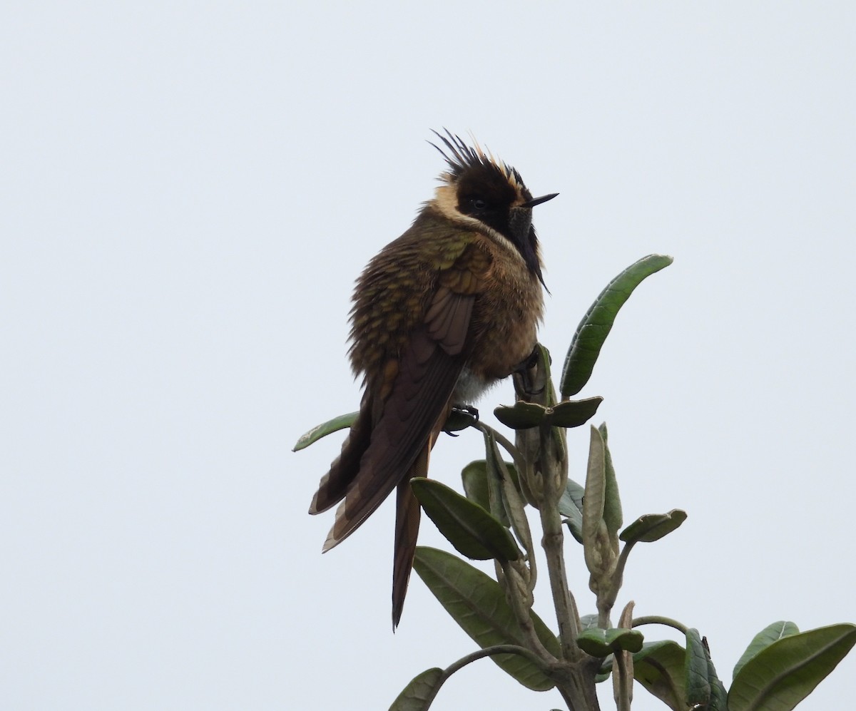 Buffy Helmetcrest - ML632730882