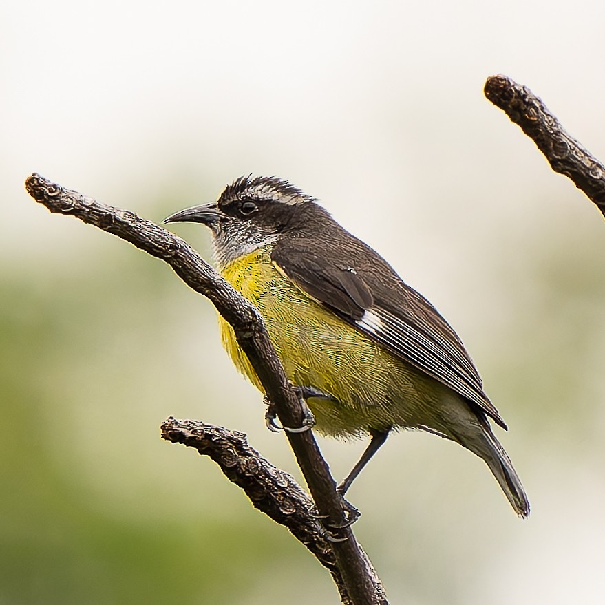 Bananaquit - ML632730927