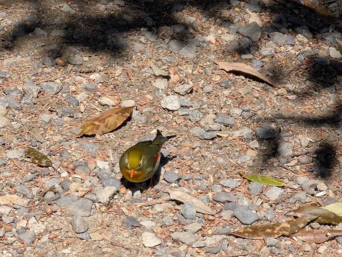 Red-billed Leiothrix - ML632730942