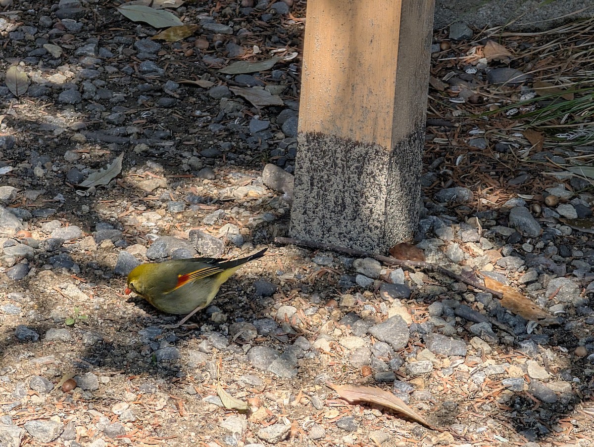 Red-billed Leiothrix - ML632730943