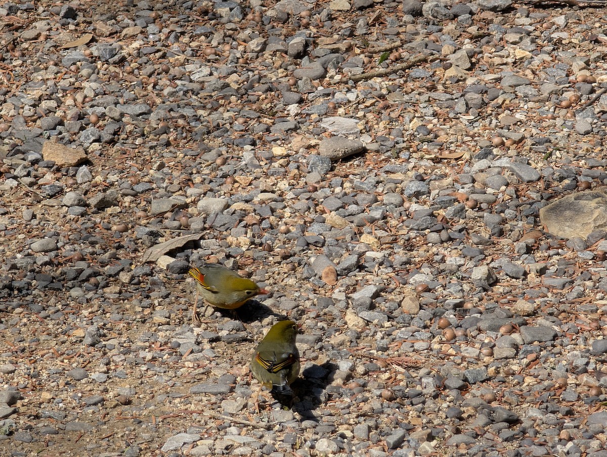 Red-billed Leiothrix - ML632730945