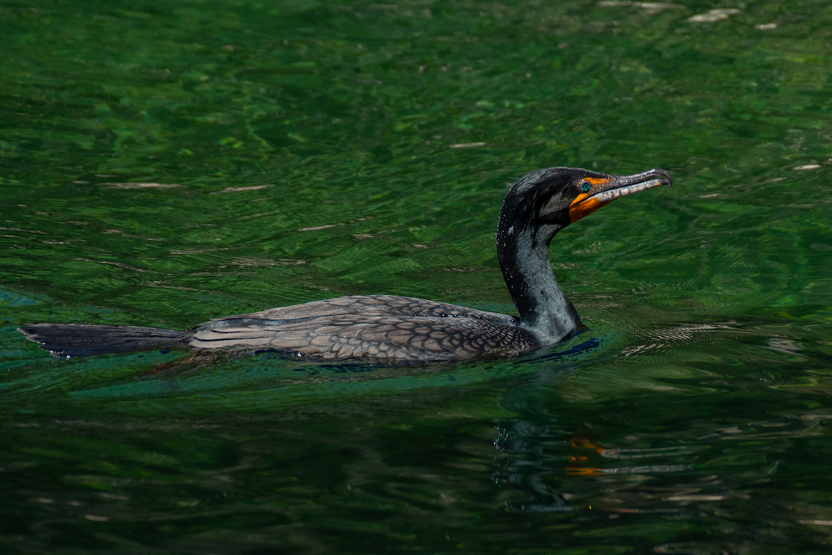 Double-crested Cormorant - ML632731056