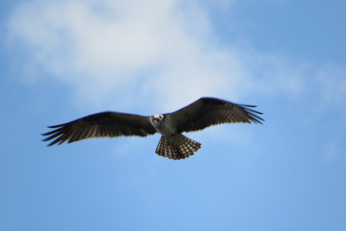 Osprey - ML632731068