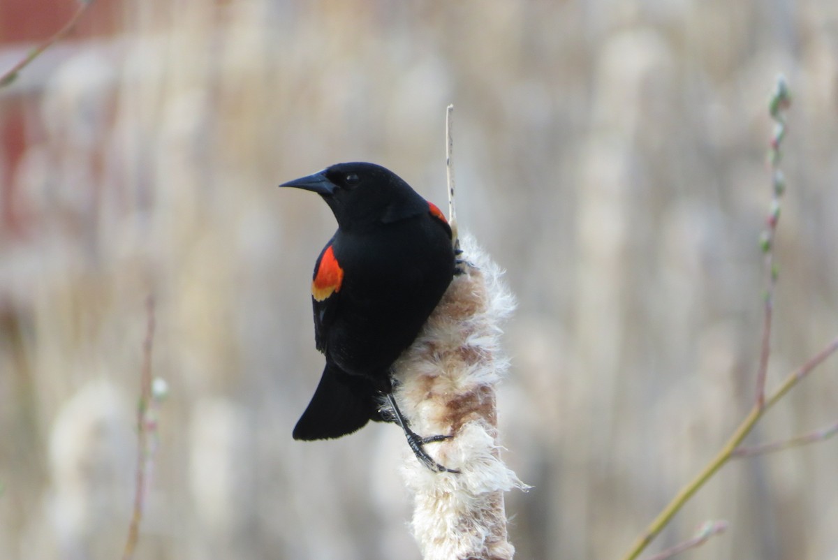 Red-winged Blackbird - ML632731075