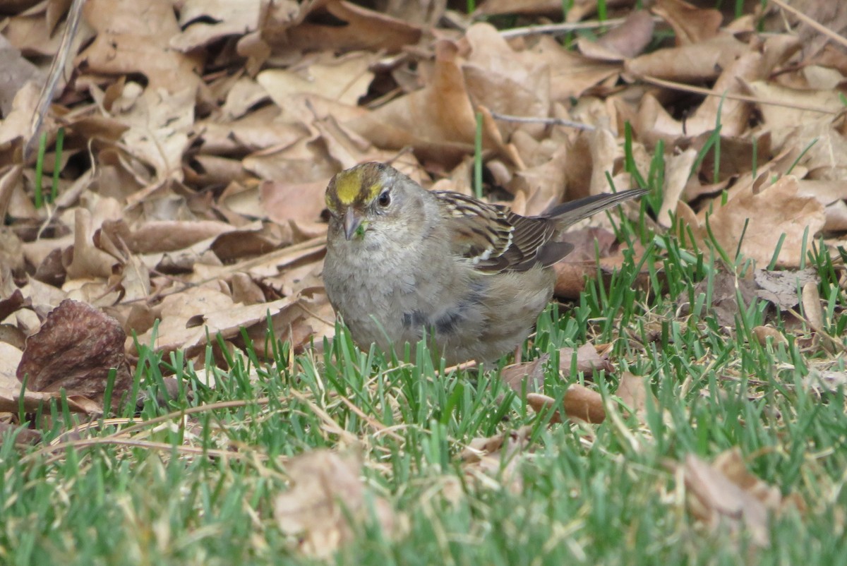 Golden-crowned Sparrow - ML632731078