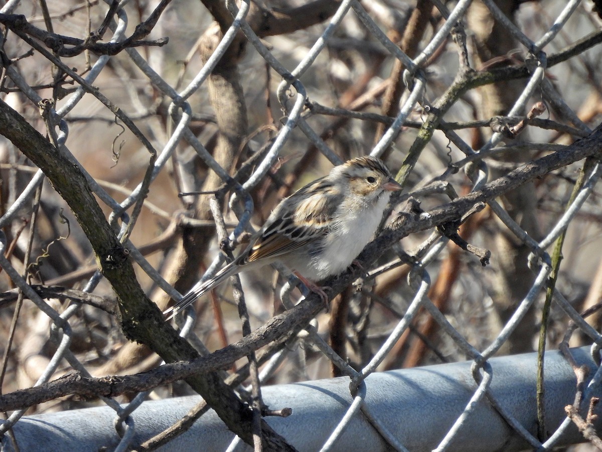 Clay-colored Sparrow - ML632731085
