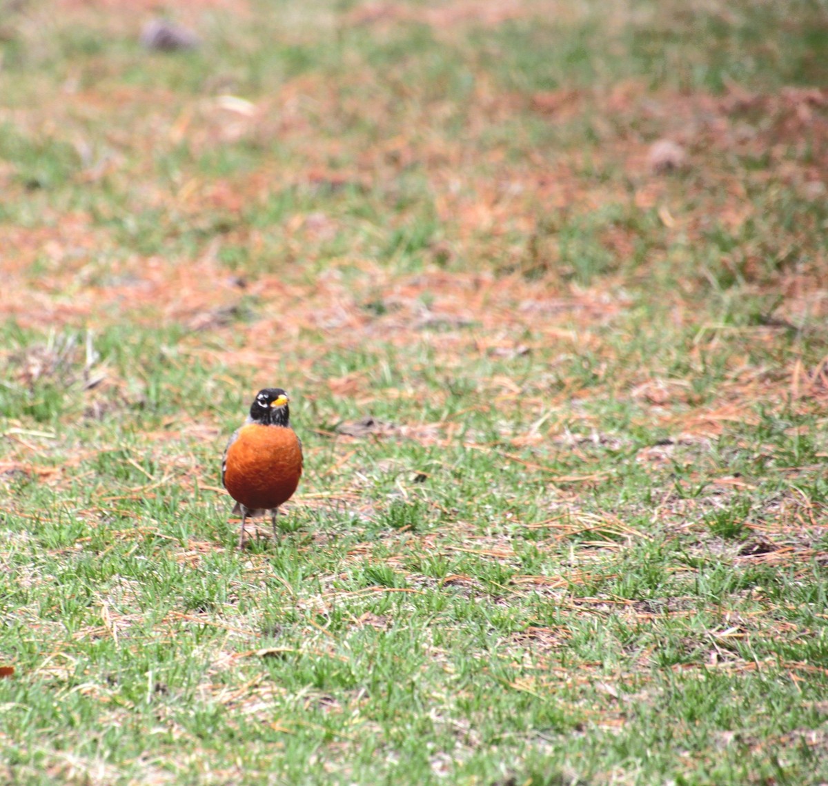 American Robin - ML632731298