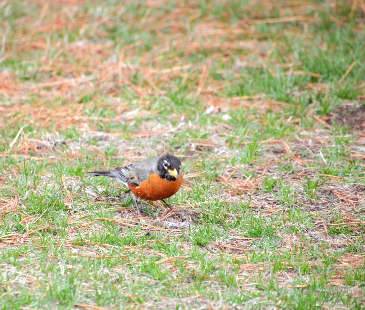 American Robin - ML632731299