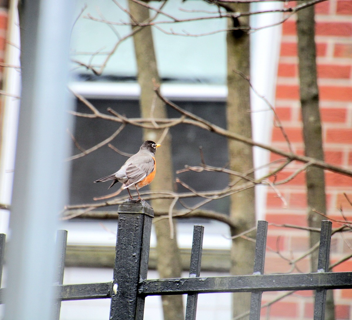American Robin - ML632731307