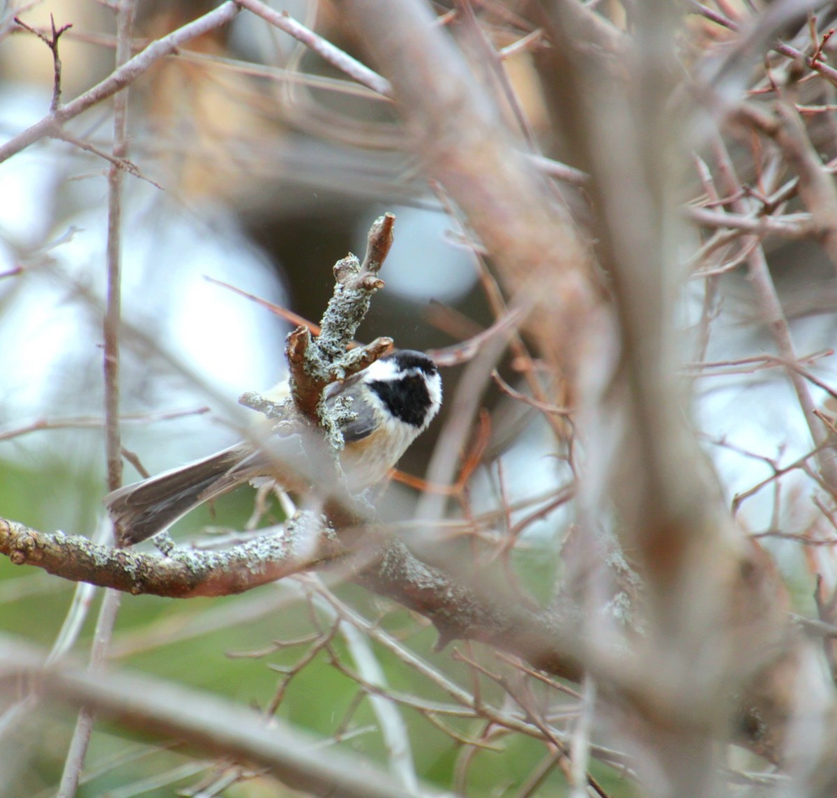 Black-capped Chickadee - ML632731366