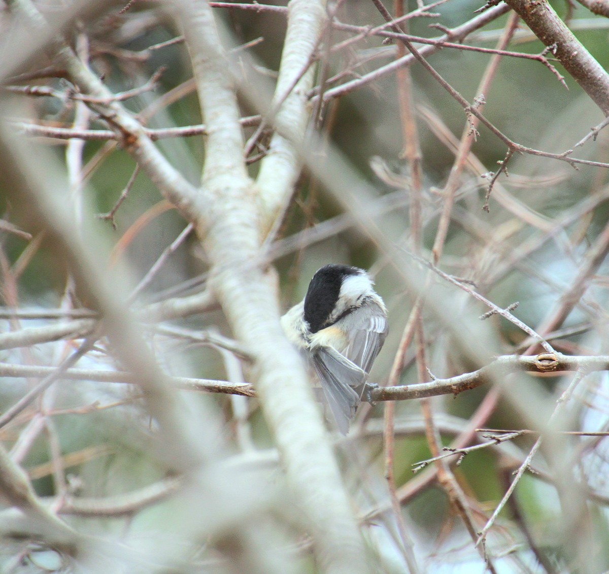 Black-capped Chickadee - ML632731367