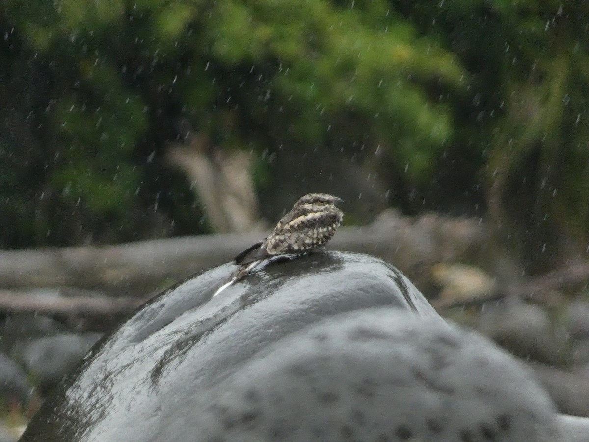 Ladder-tailed Nightjar - ML632731392