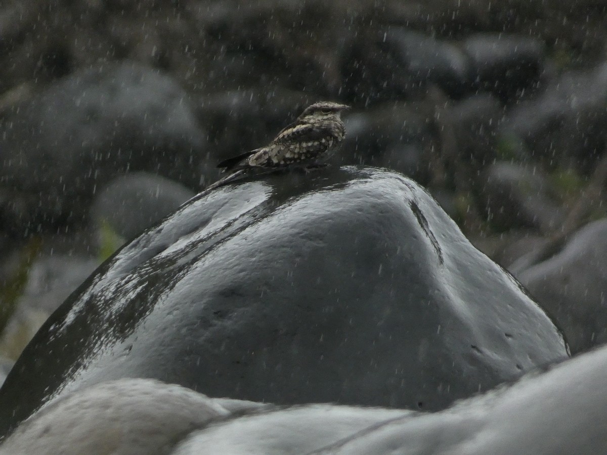 Ladder-tailed Nightjar - ML632731393