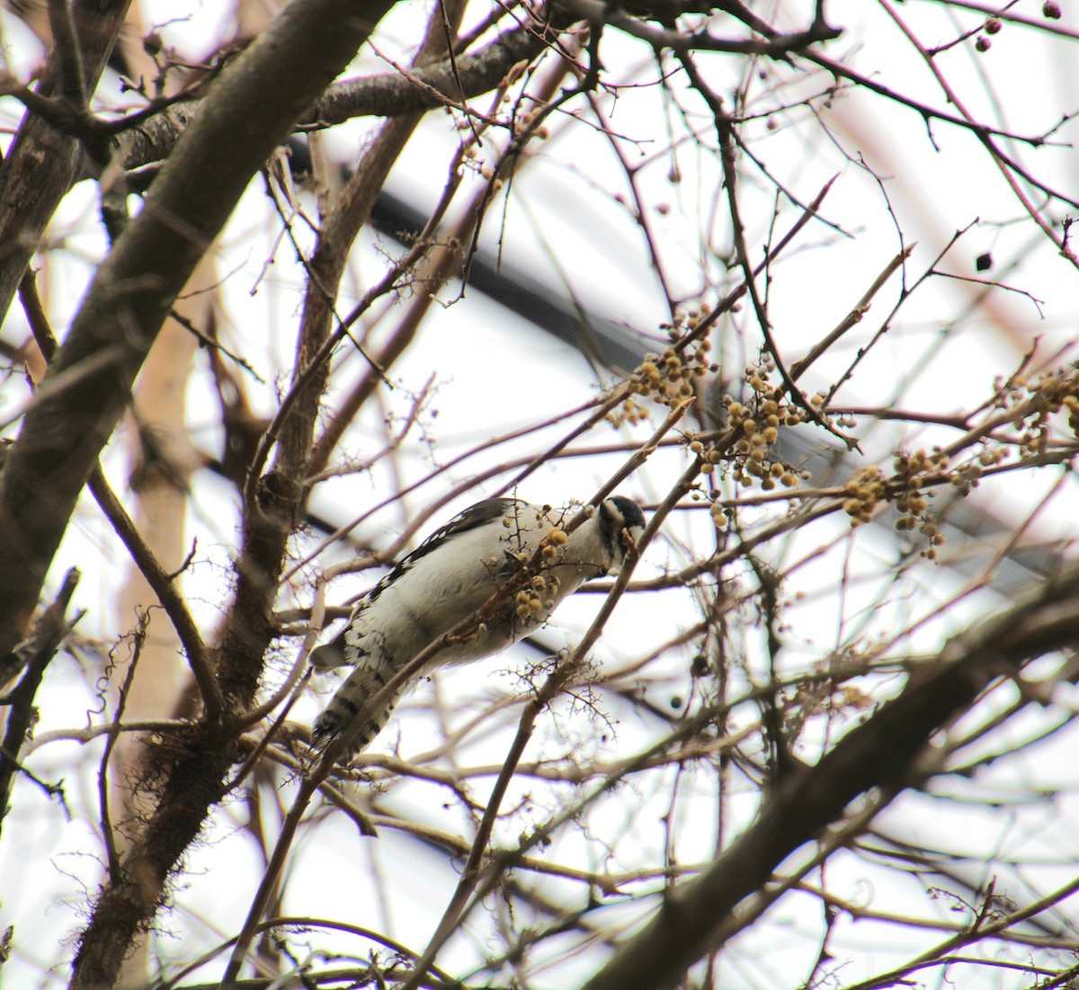 strakapoud osikový (ssp. pubescens/medianus) - ML632731417